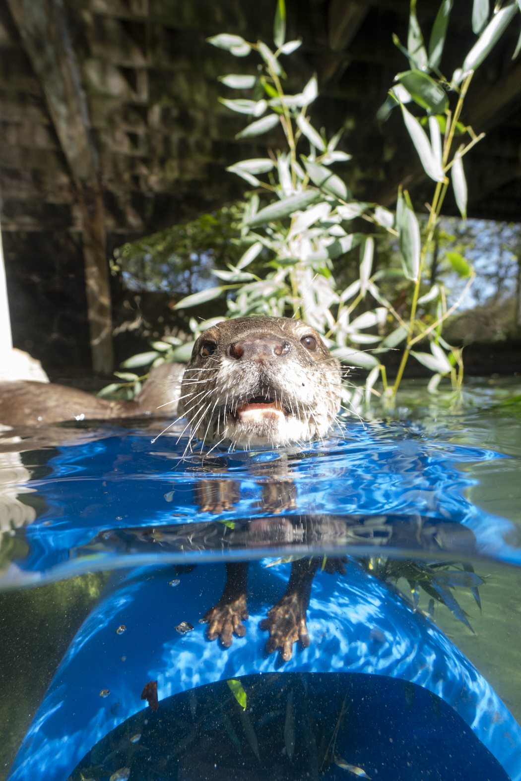 Columbus Zoo Asian Small Clawed Otters